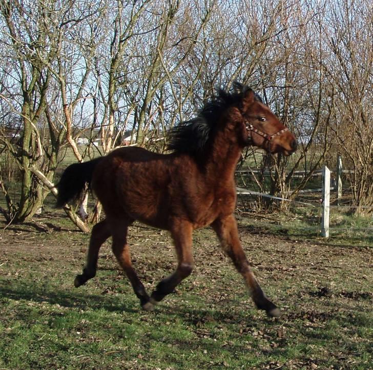 Anden særlig race "Golden Donnagan"  - Donnagan - marts 2009 - 1 år gammel :) billede 10