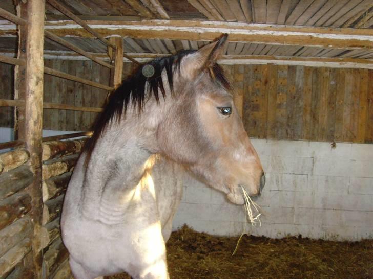 Traver Papaya Kaski  - Hvad var det jeg hørte udenfor ? billede 7