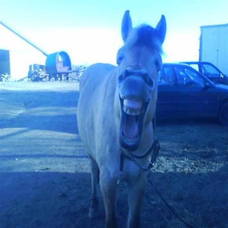 Fjordhest Luna :) - er jeg ikke bare fin?(: billede 19