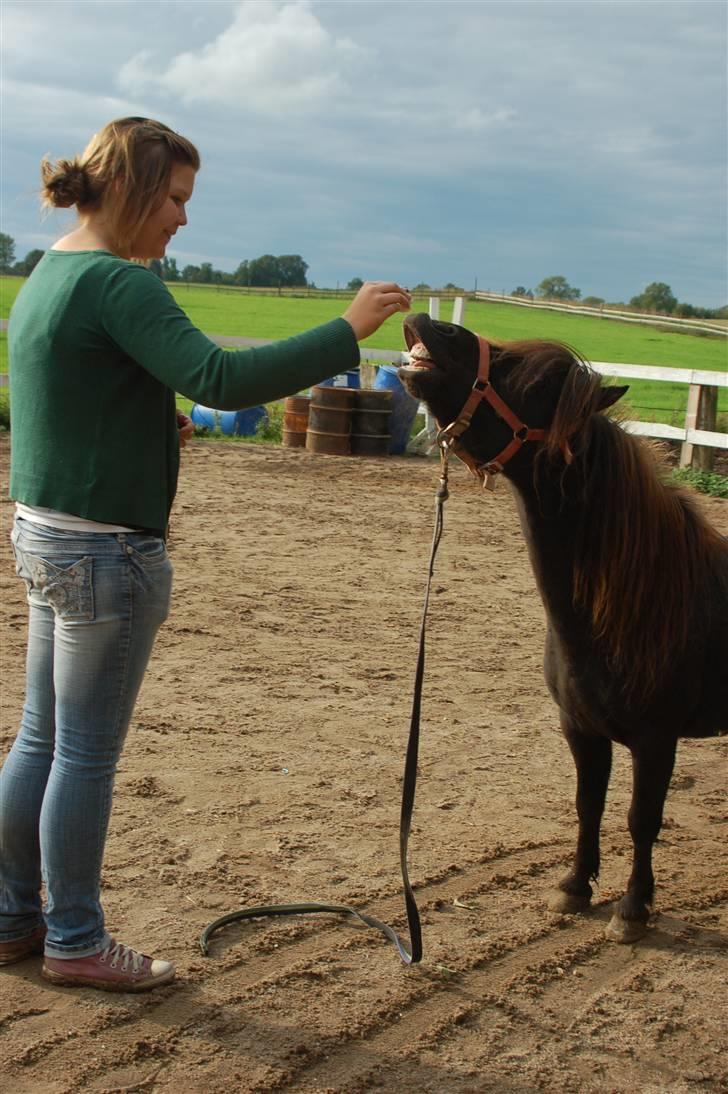 Shetlænder Flipper  - flipper kan smile Foto: Signe Bendsen billede 4