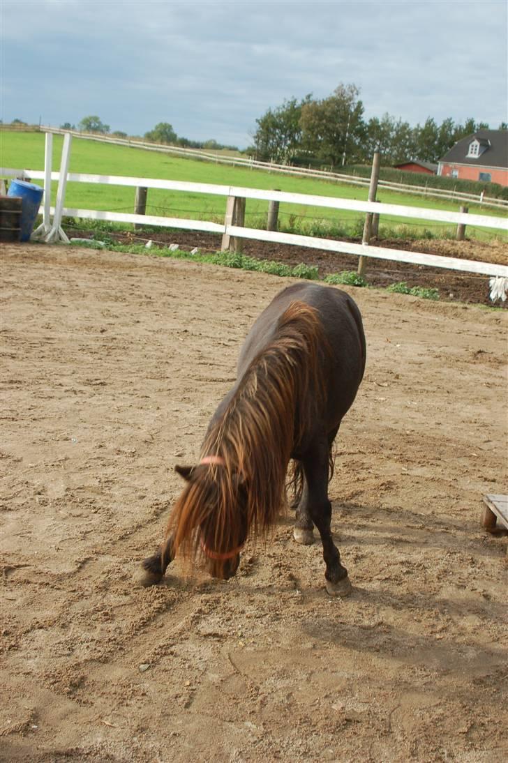 Shetlænder Flipper  - bambi på glat is Foto: Signe Bendsen billede 5