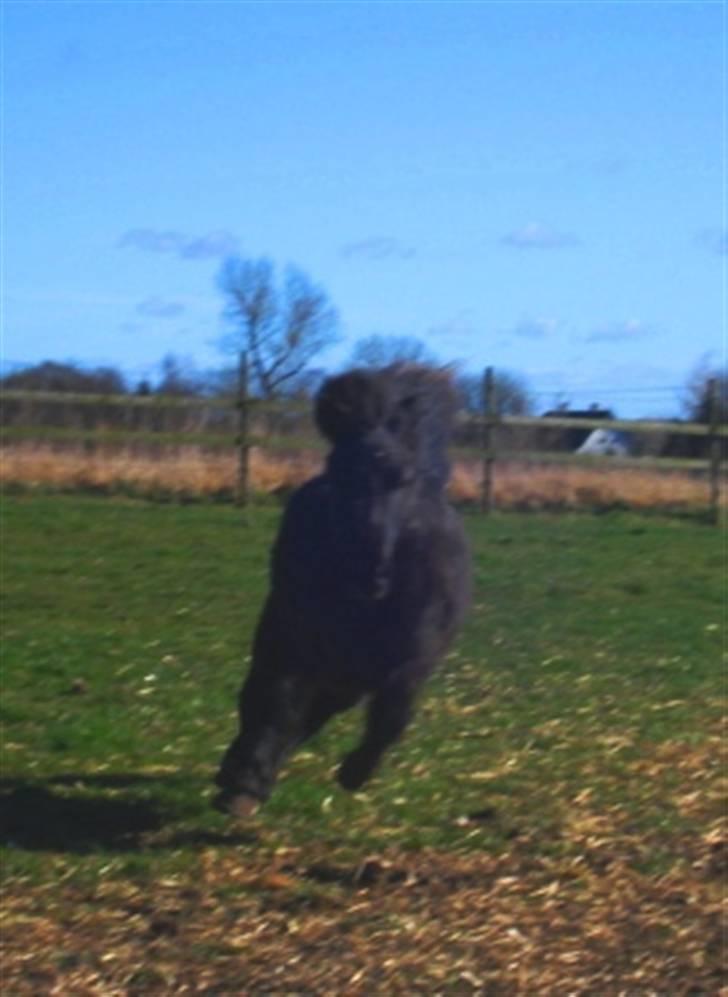 Shetlænder Flipper  - uuhj hvor er han glad<3 billede 6