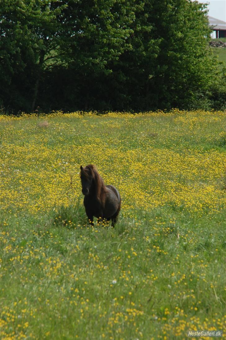 Shetlænder Flipper  - flipper på sommergræs billede 9
