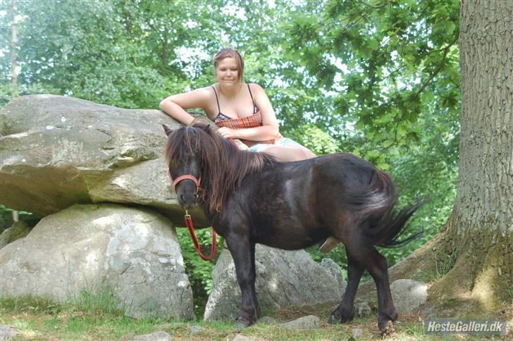 Shetlænder Flipper  - tur i skoven billede 11