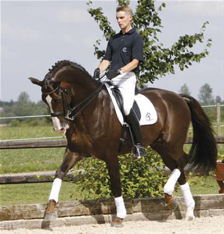 Anden særlig race "Golden Donnagan"  - Donnagan` daddy : Blue Hors Don Romantic  billede 15