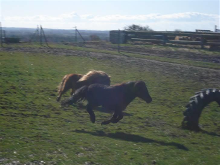 Shetlænder Flipper  - flipper flyver ( sammen med sin ven sofus) billede 12