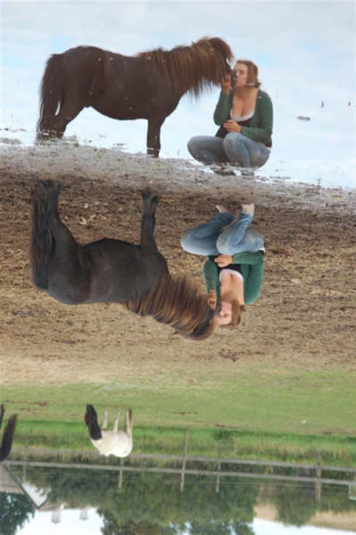 Shetlænder Flipper  - en mysser i vandkanten Foto: Signe Bendsen billede 13