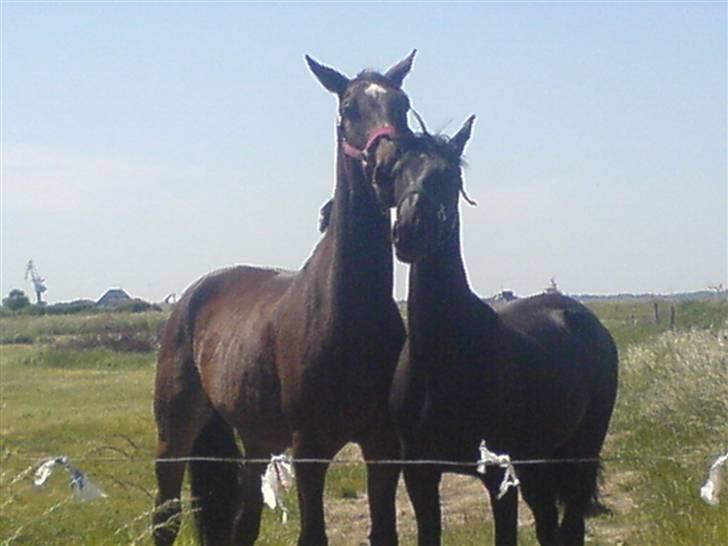Anden særlig race Milton - Milton og Savannah på sommerfold, "kærsteparret" billede 13