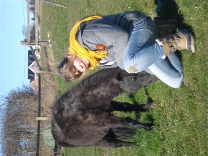 Shetlænder Flipper  - ren fold hygge billede 14