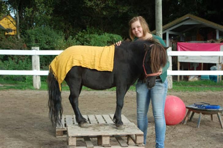 Shetlænder Flipper  - royale flipper Foto: Signe Bendsen billede 15