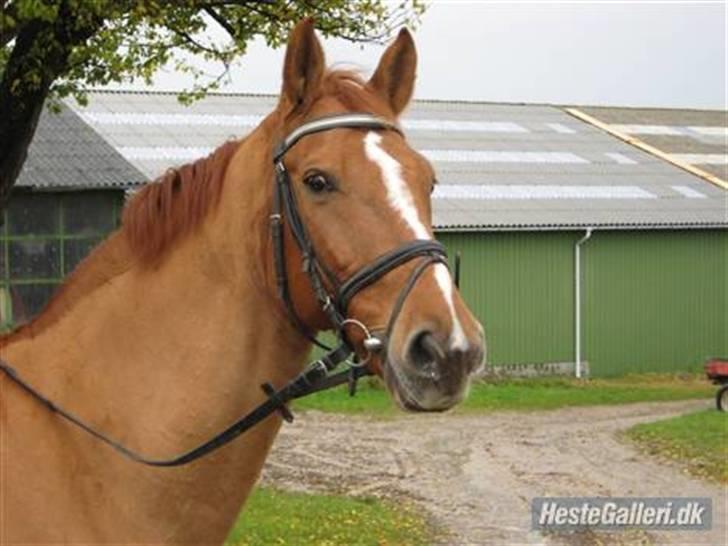 Dansk Varmblod Rostro Quintus - Et af hans første spring stævner. Det er min  søster der rider ham. billede 1