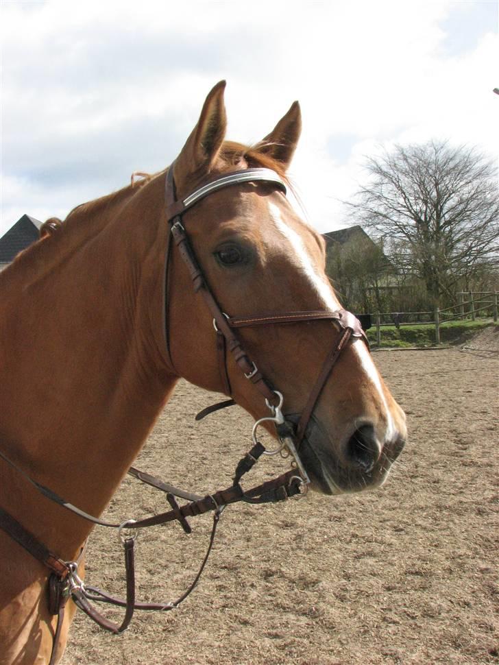Dansk Varmblod Rostro Quintus - Rosse du er smuk billede 2