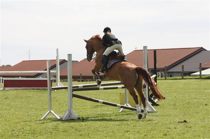 Dansk Varmblod Rostro Quintus - Rosse, LB billede 3