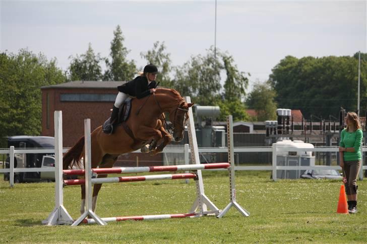 Dansk Varmblod Rostro Quintus - Rosse, LC billede 4