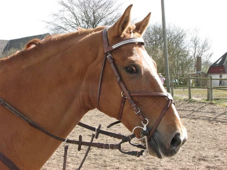 Dansk Varmblod Rostro Quintus - den  smukke Rosse billede 5