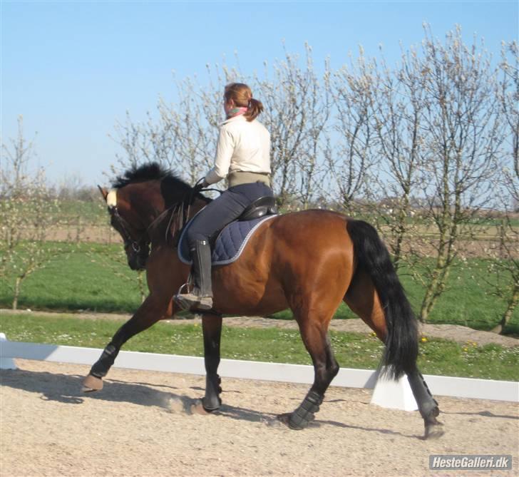 Holstener Cindy RDS (Aflivet) - Den smukke igen billede 12