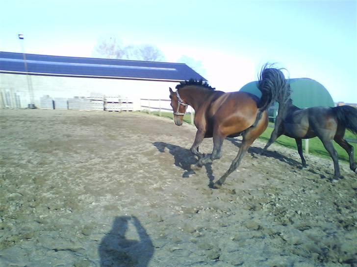 Holstener Cindy RDS (Aflivet) - Scarlett og Cindy leger på banen billede 13