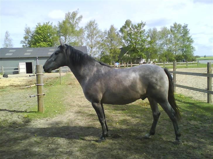 Pura Raza Española TU Ortigo (Manse) - 3 år. billede 10