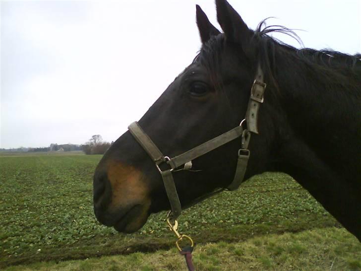 Oldenborg Møllevangs Rex (Rexe) billede 17