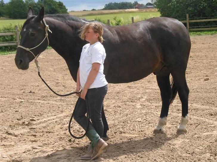 Oldenborg Møllevangs Rex (Rexe) - smuk er han!!!! billede 4