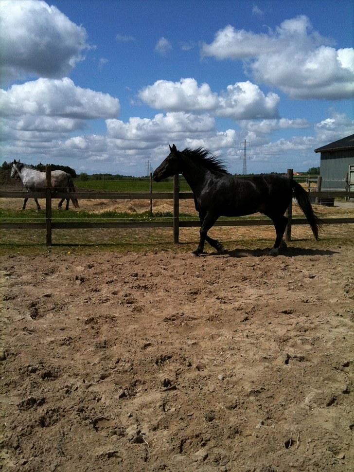 Oldenborg Møllevangs Rex (Rexe) billede 18