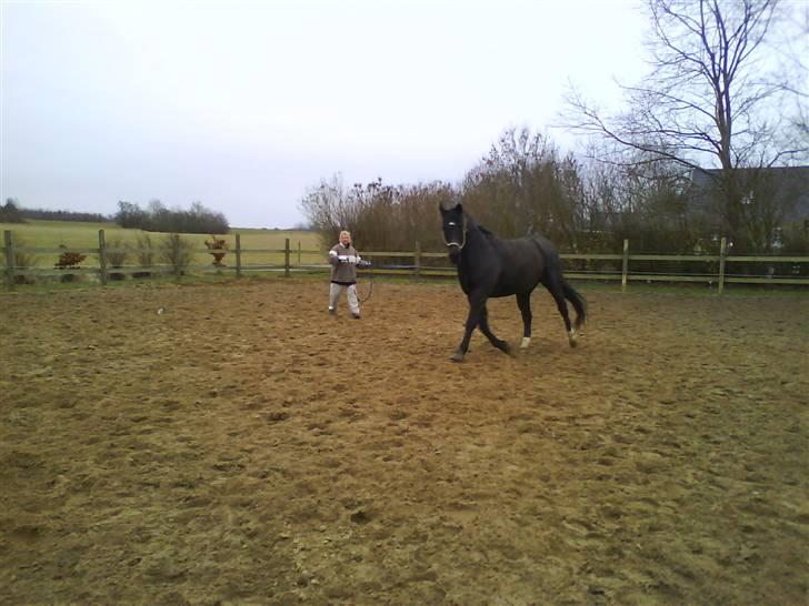 Oldenborg Møllevangs Rex (Rexe) billede 19