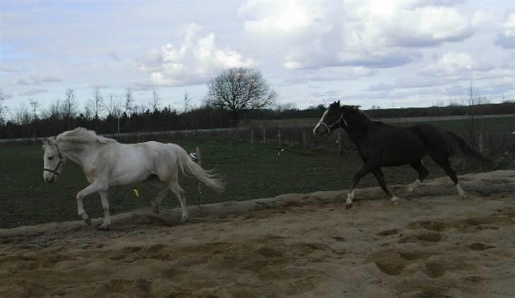 Tysk Sportspony Maracash Solgt - Mine to stjerne ponyer, Madsen og Kadance.. billede 17