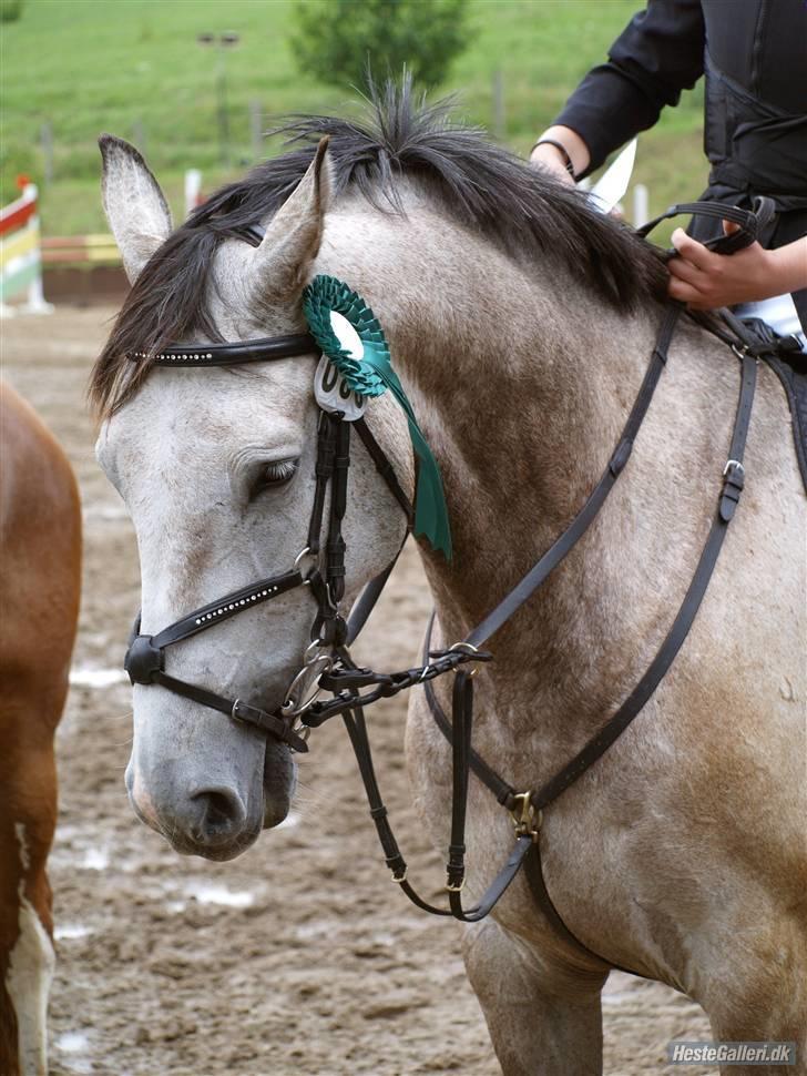 Dansk Varmblod Bakgårdens Samson R.I.P. :'( :'( - Nurh, nu han lidt træt efter tre lange dage med stævne, meen han var frisk nok til at fise rundt i æresrunden :D billede 16