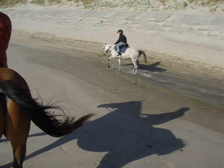 Arabisk fuldblod (OX) Fly - Fly og mig rider igennem vand-hullerne ved vesterhavet! billede 13