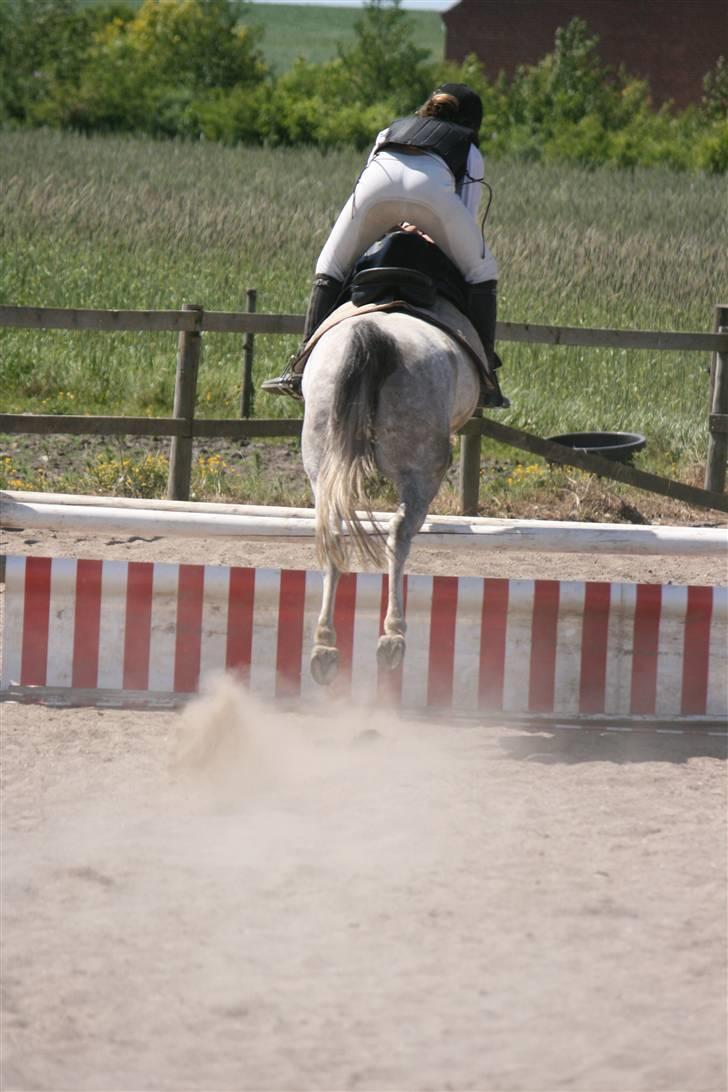 Arabisk fuldblod (OX) Fly - Fly og miig LB i PURK (vandt - igen)  billede 14