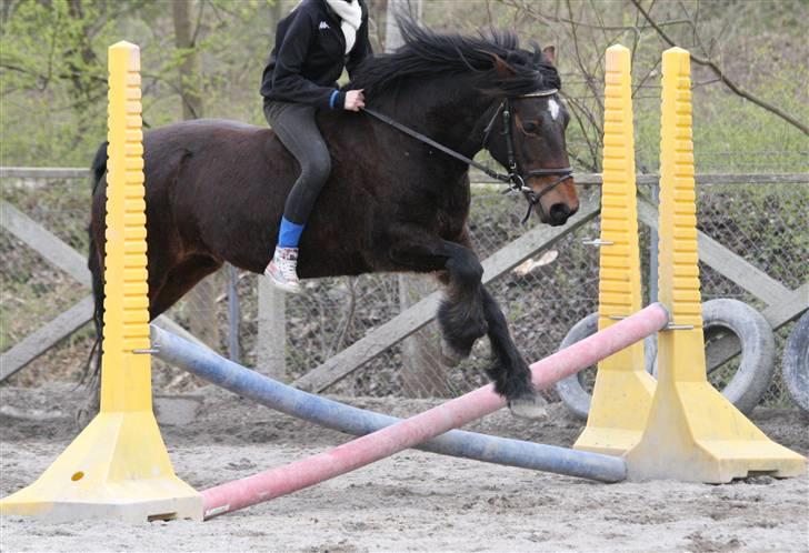 Welsh Cob (sec D) Berta  - Berta spring .    Hux foto :) billede 4
