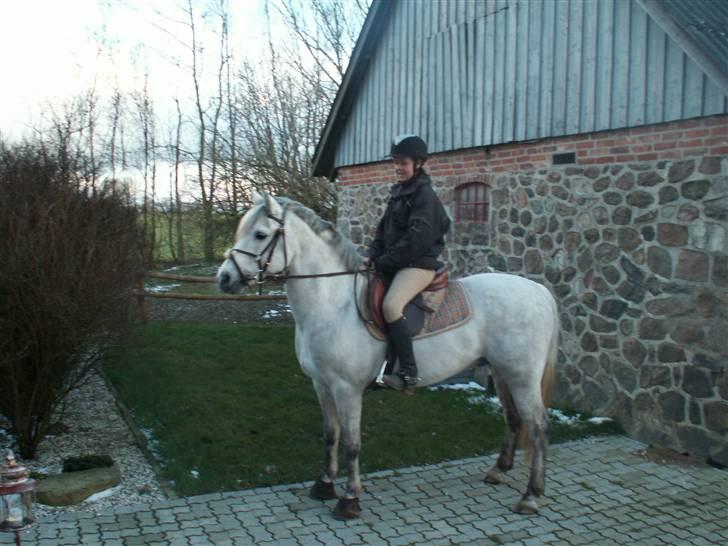 Connemara Cantali (SOLGT) - prøvede lige min nye springsadel :) billede 14