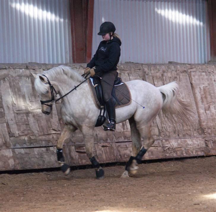 Anden særlig race Natalina*Blondie* - Samlet galop billede 16