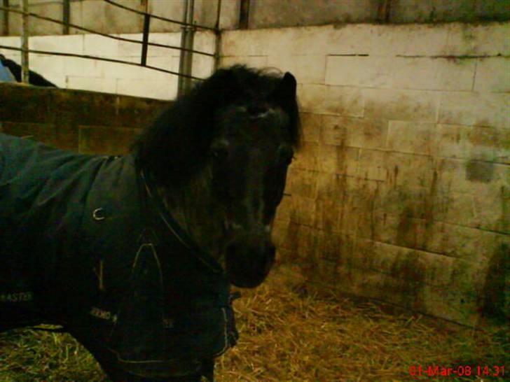 Anden særlig race Hubert billede 10