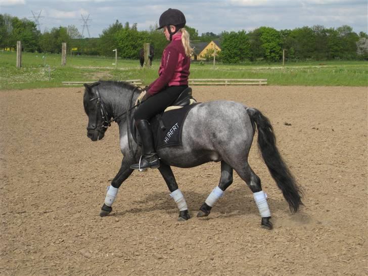 Anden særlig race Hubert billede 11