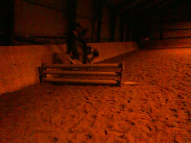 Anden særlig race Hubert billede 12