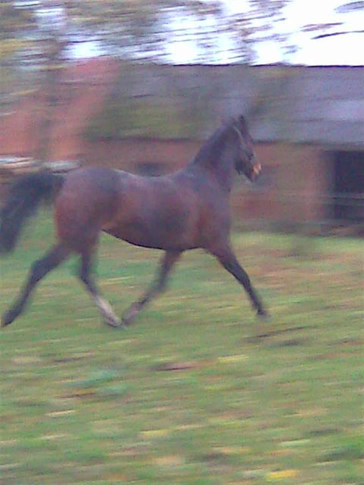 Anden særlig race Nybo's Odessa billede 2