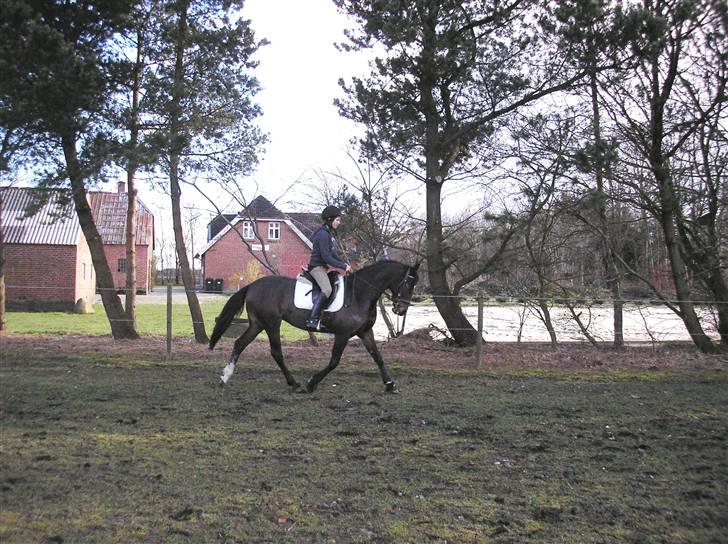 Anden særlig race Nybo's Odessa billede 3