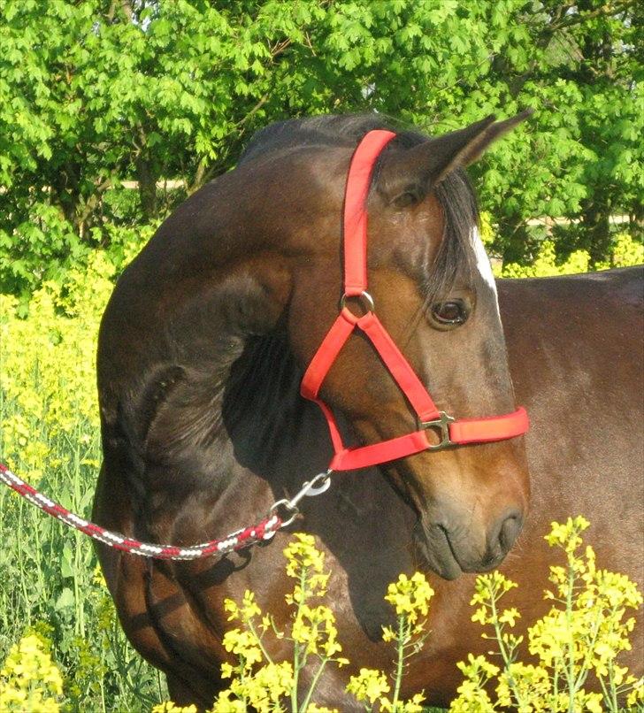 Anden særlig race Nybo's Odessa billede 6
