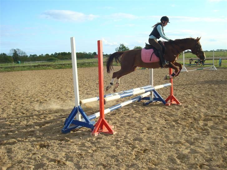 Hollandsk Sportspony Morsø Banks Kashmira SOLGT - Vi Springer: Foto Tit billede 2