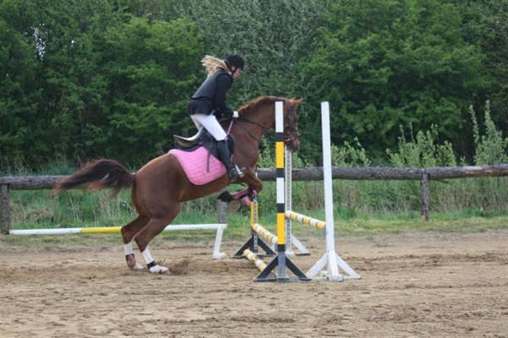 Hollandsk Sportspony Morsø Banks Kashmira SOLGT - spring stævne! Foto tit billede 3