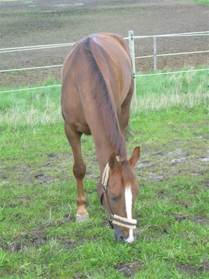 Hollandsk Sportspony Morsø Banks Kashmira SOLGT - umm græs Foto Mig billede 4