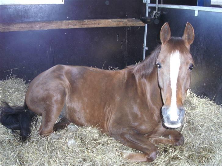 Hollandsk Sportspony Morsø Banks Kashmira SOLGT - Tykke ligger ne dog kigge på mig<3  billede 5