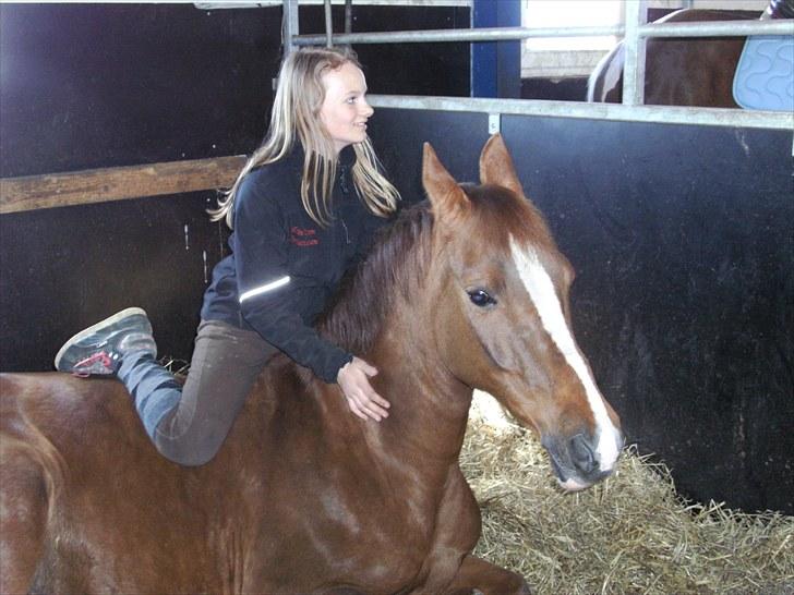 Hollandsk Sportspony Morsø Banks Kashmira SOLGT - Kassi i boksen :D billede 6