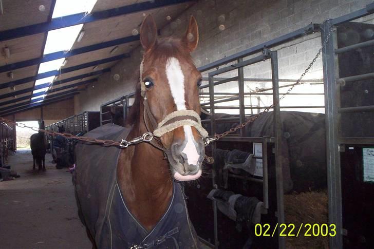 Hollandsk Sportspony Morsø Banks Kashmira SOLGT - Smukke på staldgangen.. d: Foto Mig billede 8
