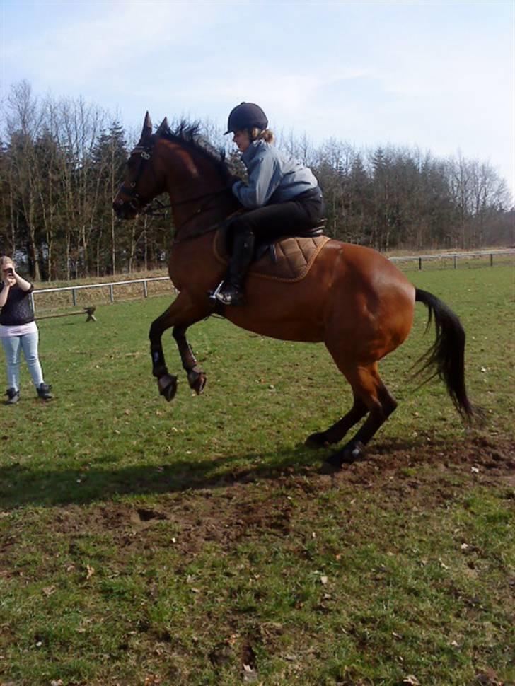 Dansk Varmblod Cecilia - Rens ungdomsskole billede 1