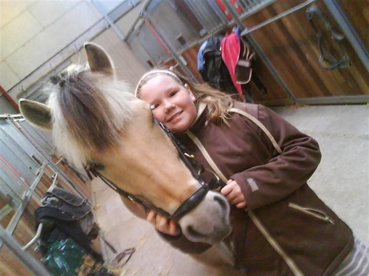 Fjordhest Pilgaard's josefine billede 7