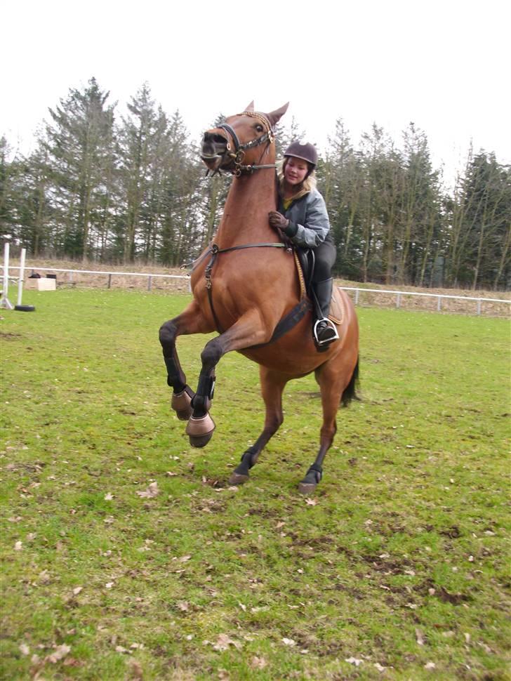 Dansk Varmblod Cecilia - På rens-ungdomskole billede 2