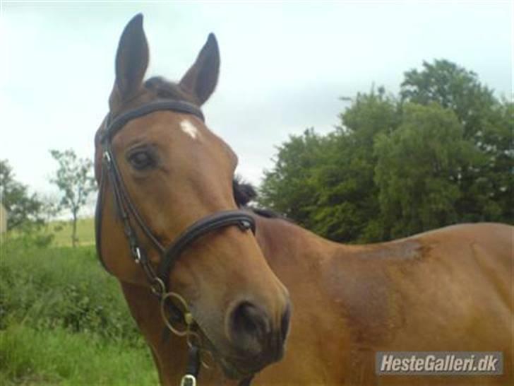 Dansk Varmblod Cecilia billede 3