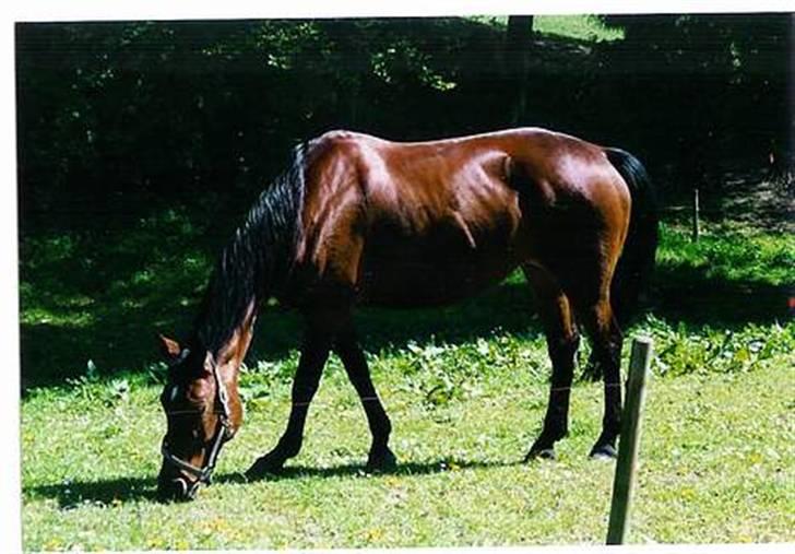 Dansk Varmblod Cecilia billede 4